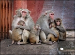Monkey Family. Photo Rob te Riet